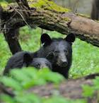 Springtime in the Smokies :) springtime in smokies