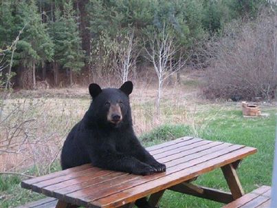 “Waiter Please!” bear at picnic table